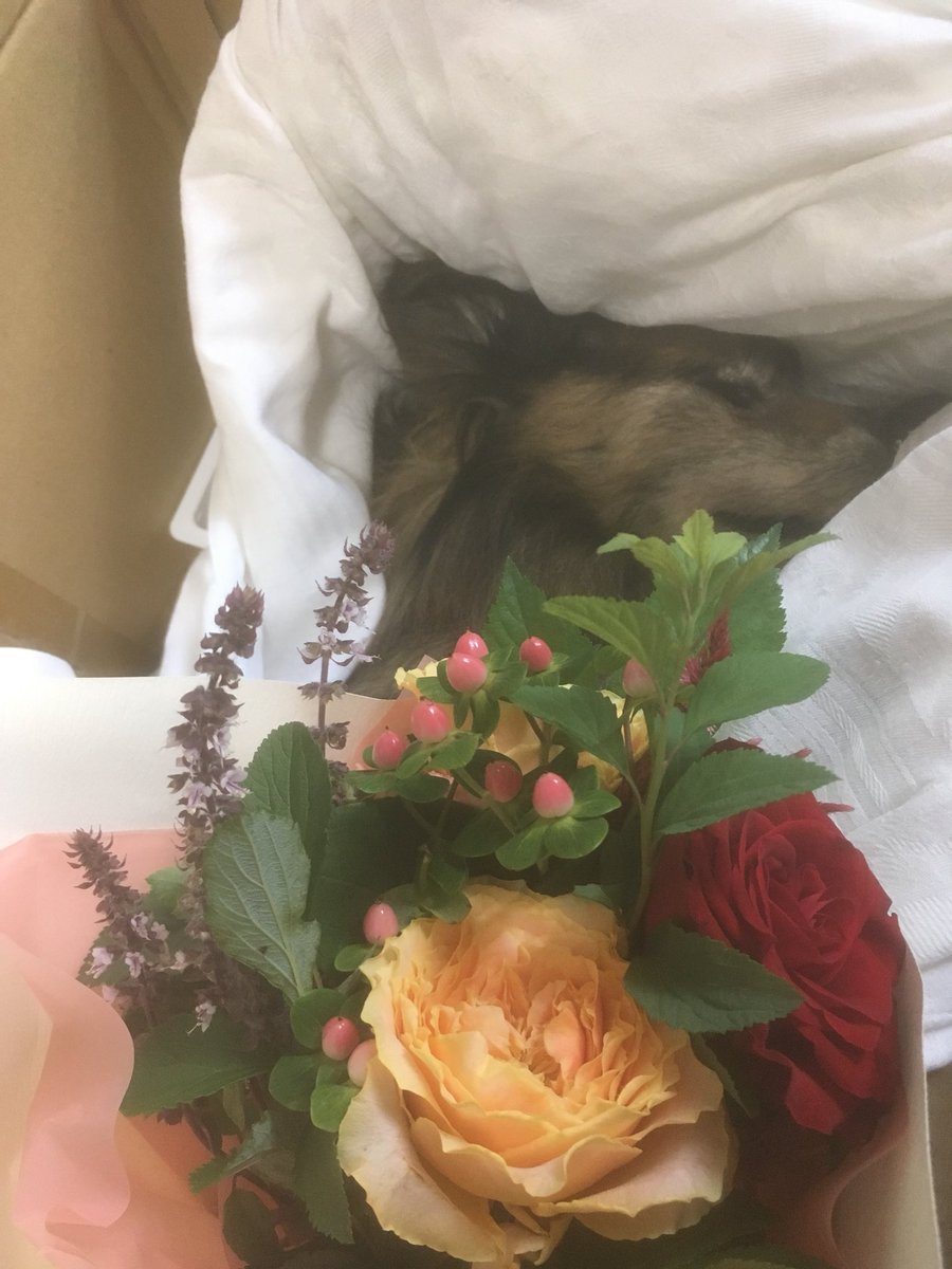 15歳、精一杯生きたかと思います。

昨日の夜、天国へ旅立ちました。モコの写真で、いいねくれたりリツイートしてくれた方々本当にありがとうございました💐