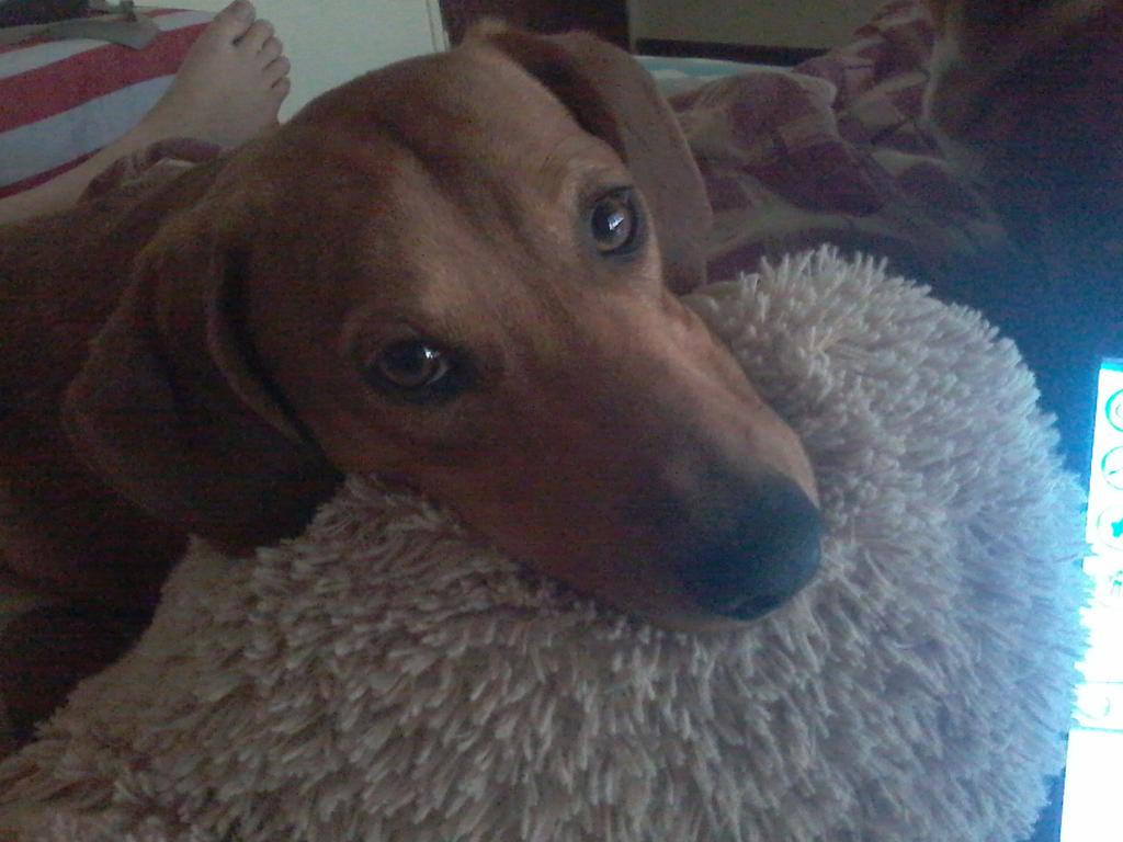 You might possibly be the greatest dog on this planet... you filled a gap in my life I didn't know I had...❤