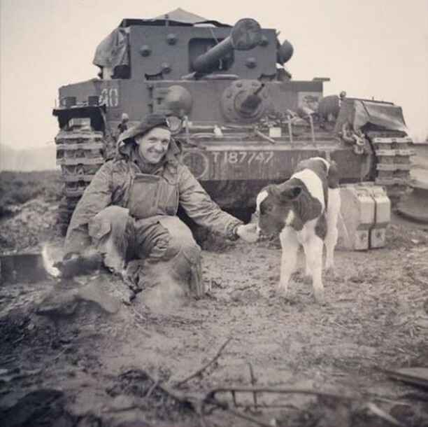 VeteransFdn's tweet photo. A soldier in the British Army, stationed in Europe meeting the local wildlife.
#throwback #vintage #britisharmy #cow #cowsofinstagram #rural #countryside #soldier #armedforces #europe #wartime #armedforces #army #royalnavy #royalai… https://t.co/b33qRyOVEM https://t.co/pVJryquW5I