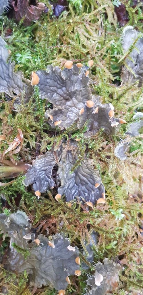 The variations in light and dark created from the tree canopy changes also provide multiple niches for weird and wonderful lichens and bryophytes to thrive