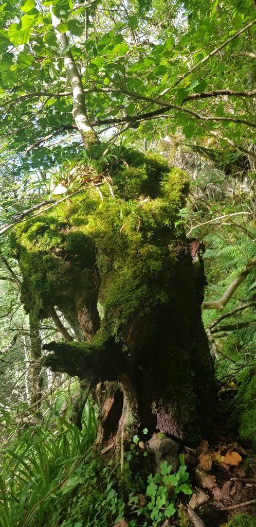 Some trees are even reborn as gaps open up - like this incredible veteran rowan. These 'Phoenix trees' send fresh sapling-like shoots up from what often seems like a dead stump or trunk