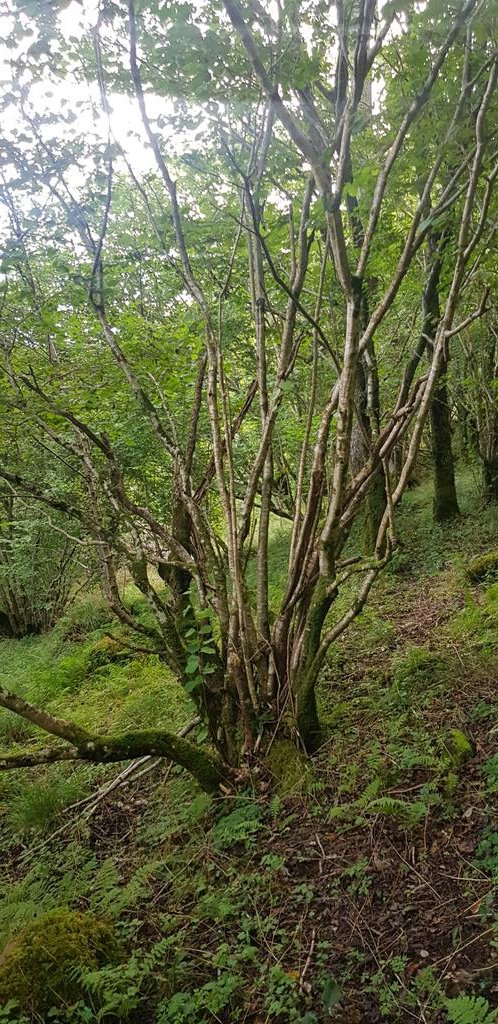 Many of these woodlands have old hazel coppices like this one , often growing with oak and birch when the soils beneath are derived from granite bedrock