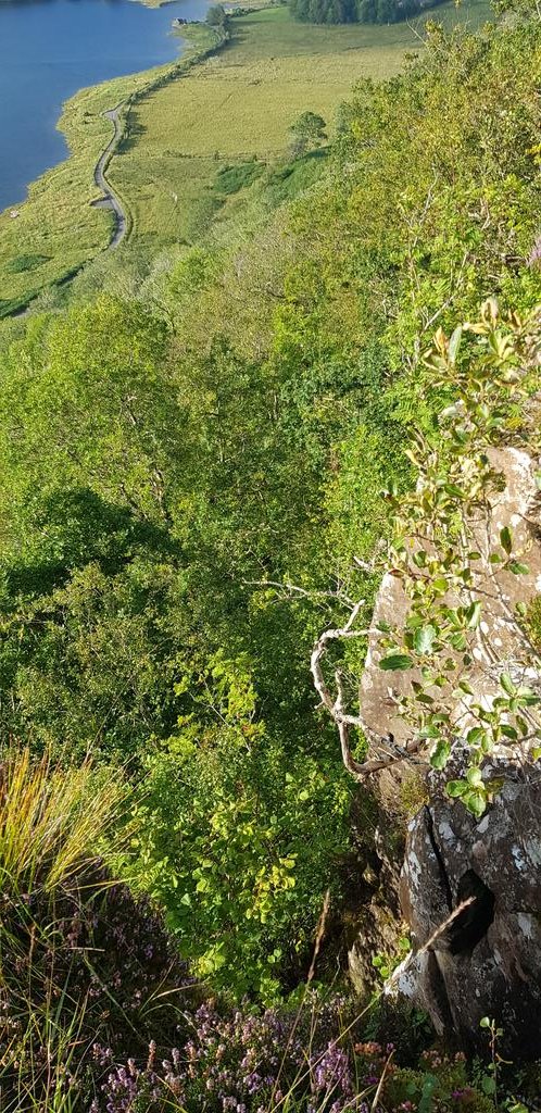 Ardtornish and  @ScotWildlife in adjacent Rahoy Hills are putting in place a set of Ecosystem Health Indicators to monitor and drive ecological restoration in the decades to come. The EHIs will cover woods, peatlands, freshwater habitats, upland grasslands and key species