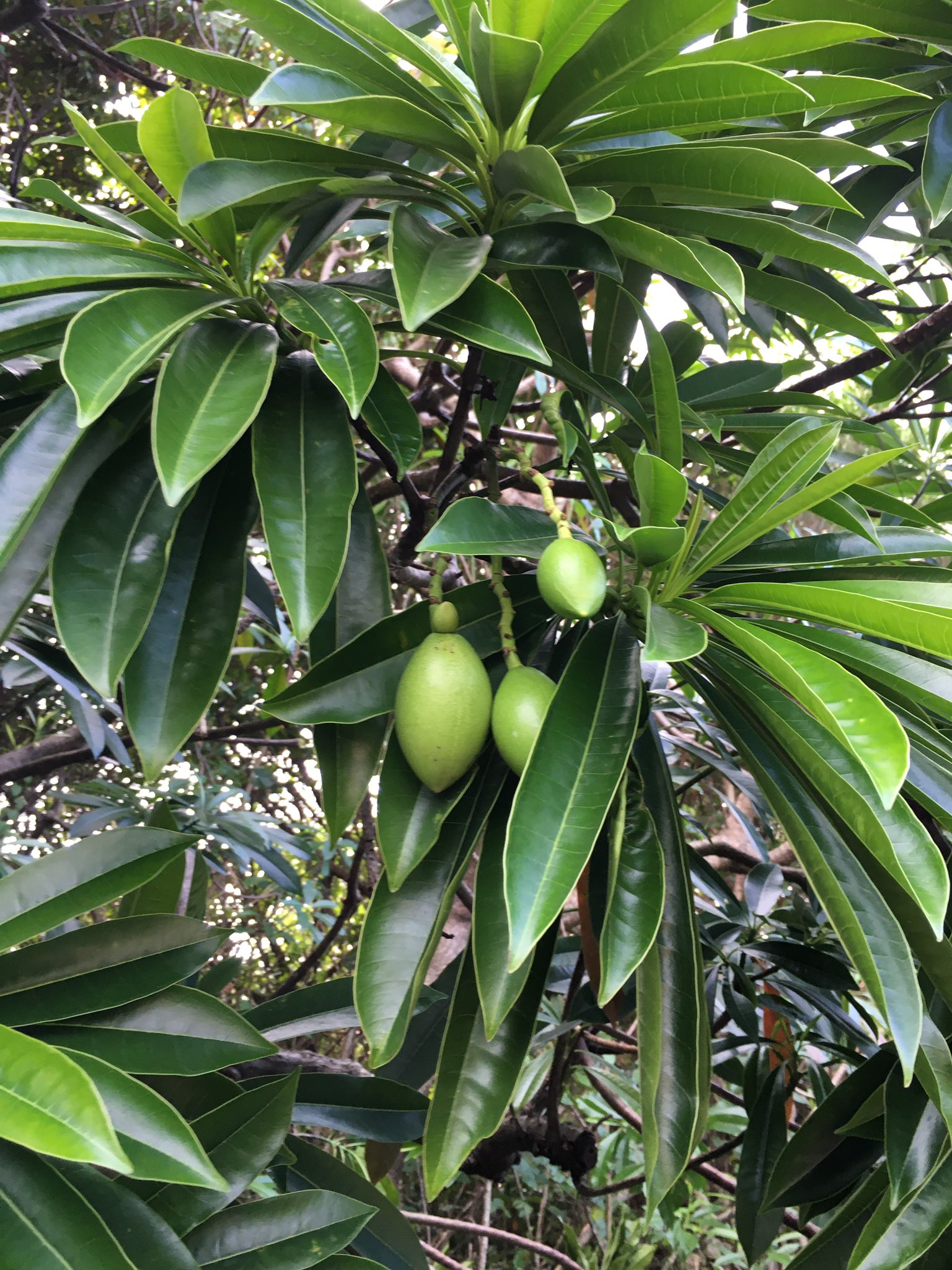 Seki 福隆の海辺でミフクラギ 目脹ら木 別名オキナワキョウチクトウがたくさん見つかった 実がマンゴーに似たので 台湾では 海芒果 と呼ばれている 可愛い植物だけど毒性が強いらしいから触らないように気をつけてくださいね 有毒植物 T