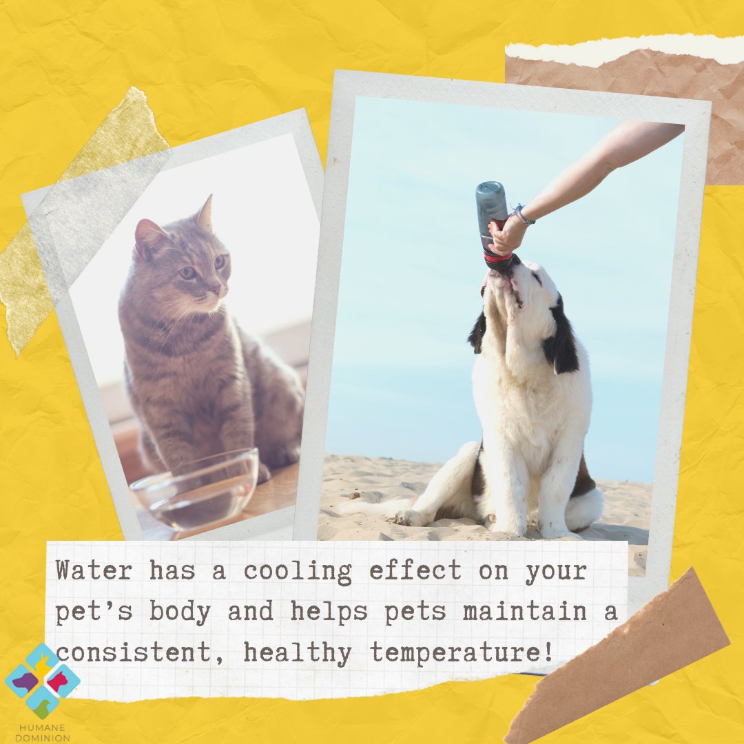Here is another reason why you should always make sure your pet has water to drink! 

#summer2020 #animals #animalsafety #valegislation #virginiawildlife #virginia #animalwelfare #animalrights #virginiabackyards #virginiasummer