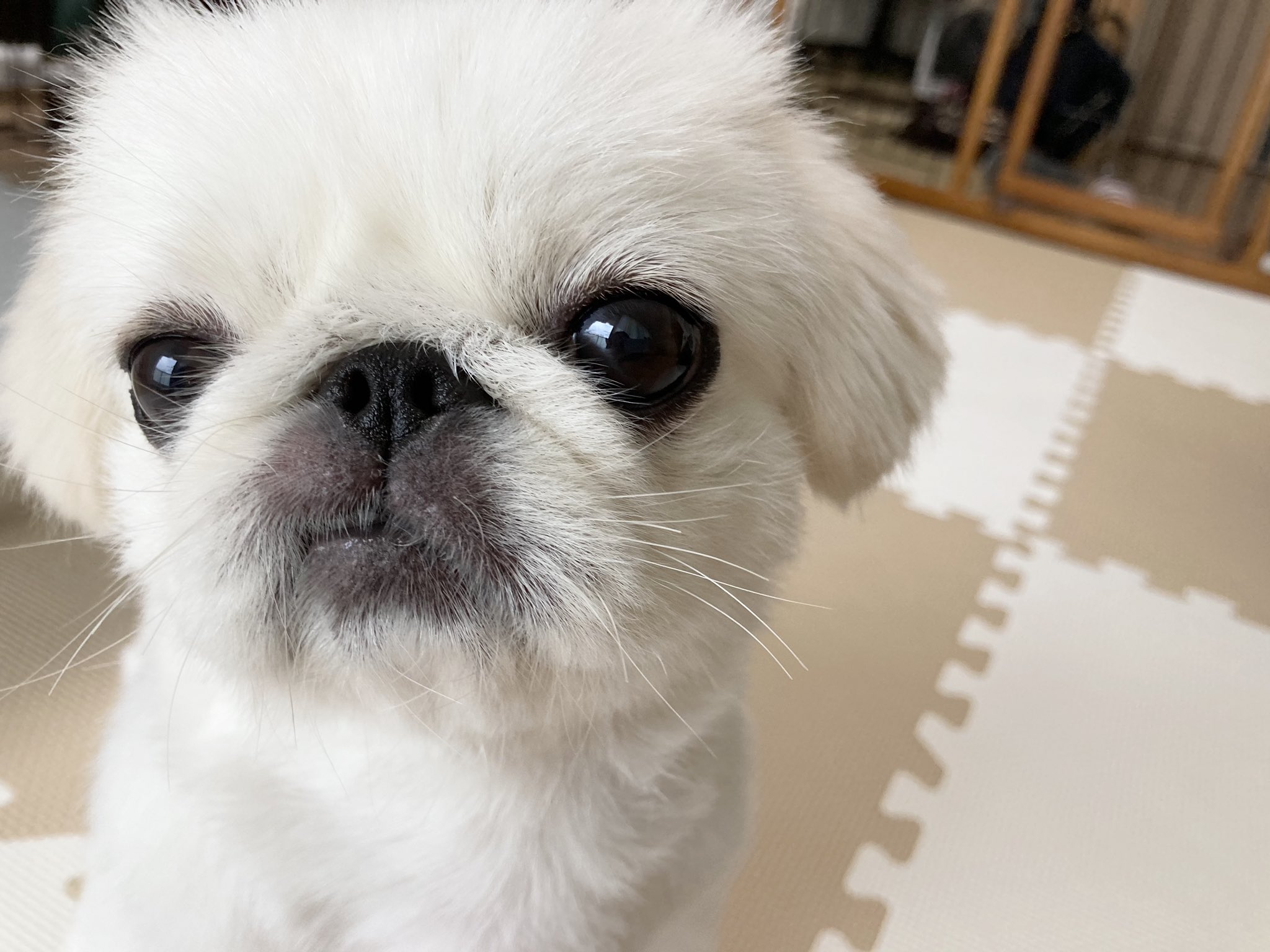 ぷぅ ペキニーズ Puu Pekingese Twitter