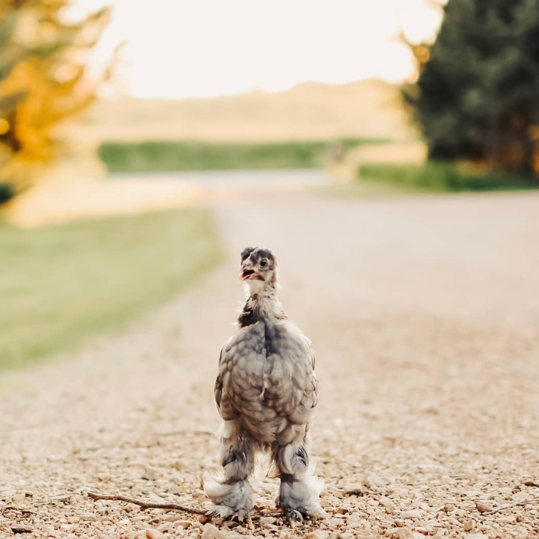 This Nora Jean from @tiny_homestead and we can’t enough of her feet! 😍😆