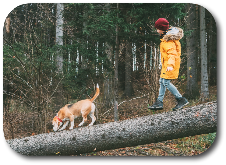 NoGaDogTraining's tweet photo. How Do I Safely Walk My Dog in the Woods? There are multiple benchmarks to overcome to assure you have a safe walk in the woods. #dogtraining #dogtrainer #dogtrainingnearme  https://t.co/Zc6yF6nHmX https://t.co/aXTGmtoRmr