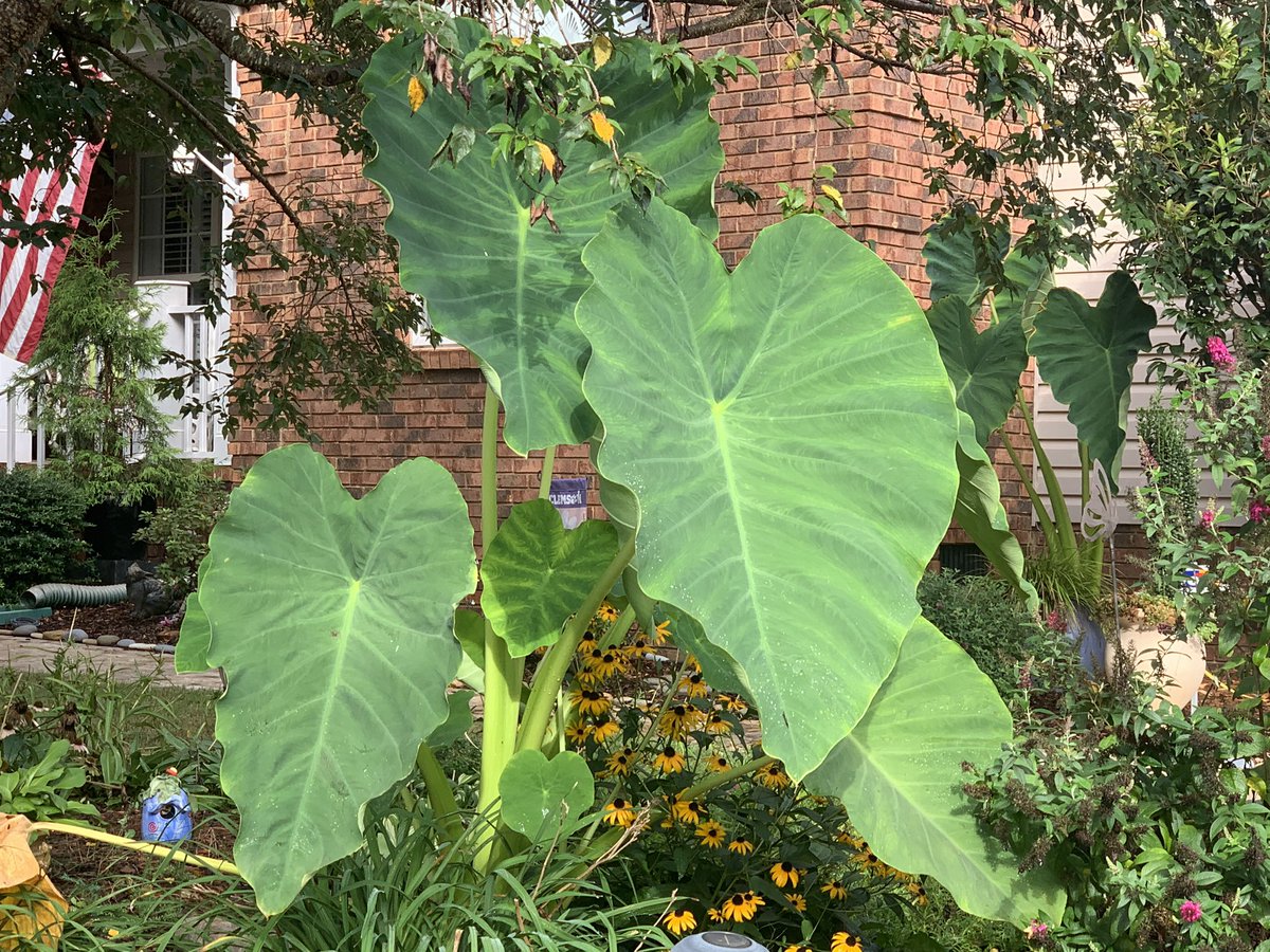 wmorin's tweet image. I just love seeing happy plants! Makes me happy. #ElephantEar