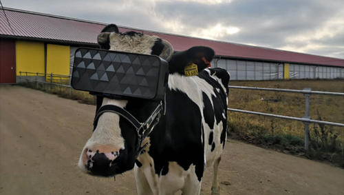 Limportant_fr's tweet image. Cette pauvre vache russe voit un champ baigné de soleil en réalité virtuelle, pour «doper» sa production de lait limportant.fr/infos-selectio… #Rediff