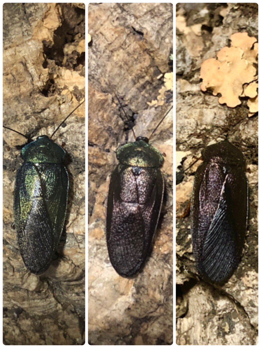 ニジイロゴキブリ エメラルドジュエルローチ 高額