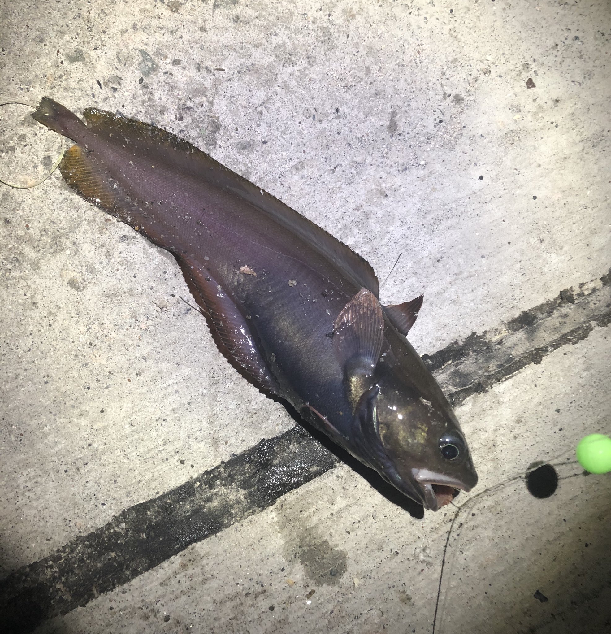 טוויטר 釣り好きyuu Fx בטוויטר ハモ狙いで来たけどドンコのみ 寂しいのでサバにも遊んでもらいました笑 北海道 ではマアナゴをハモって言います なんでなんだろう 釣り 海釣り ハモ マアナゴ サバ ワーム 投げ釣り T Co Socimgzgse