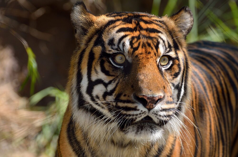 What lies east from the area where we find the Pre-Pottery Neolithic B sites is very very interesting. It's the area full of mountainous forests, made of tall oaks and pines, and the eastern most known habitat of Caspian tigers.  https://en.wikipedia.org/wiki/Caspian_tiger