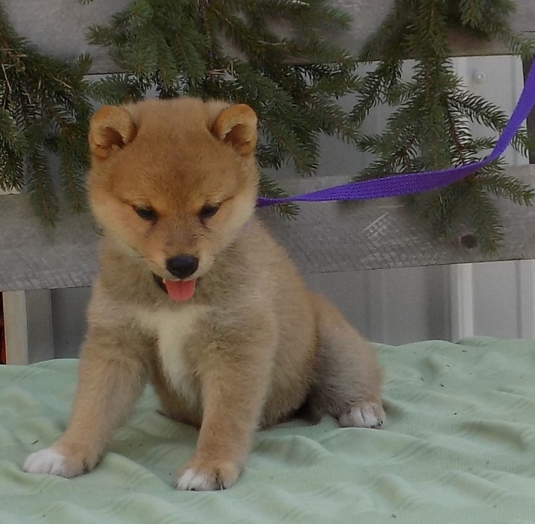 WonderTailsTransport tweet media