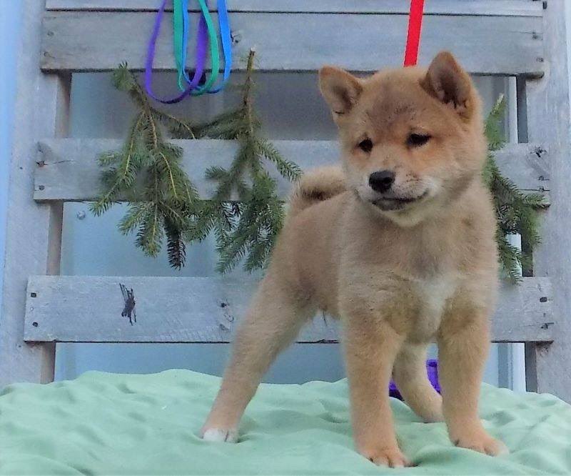 WonderTailsTransport tweet media