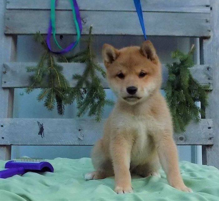 WonderTailsTransport tweet media