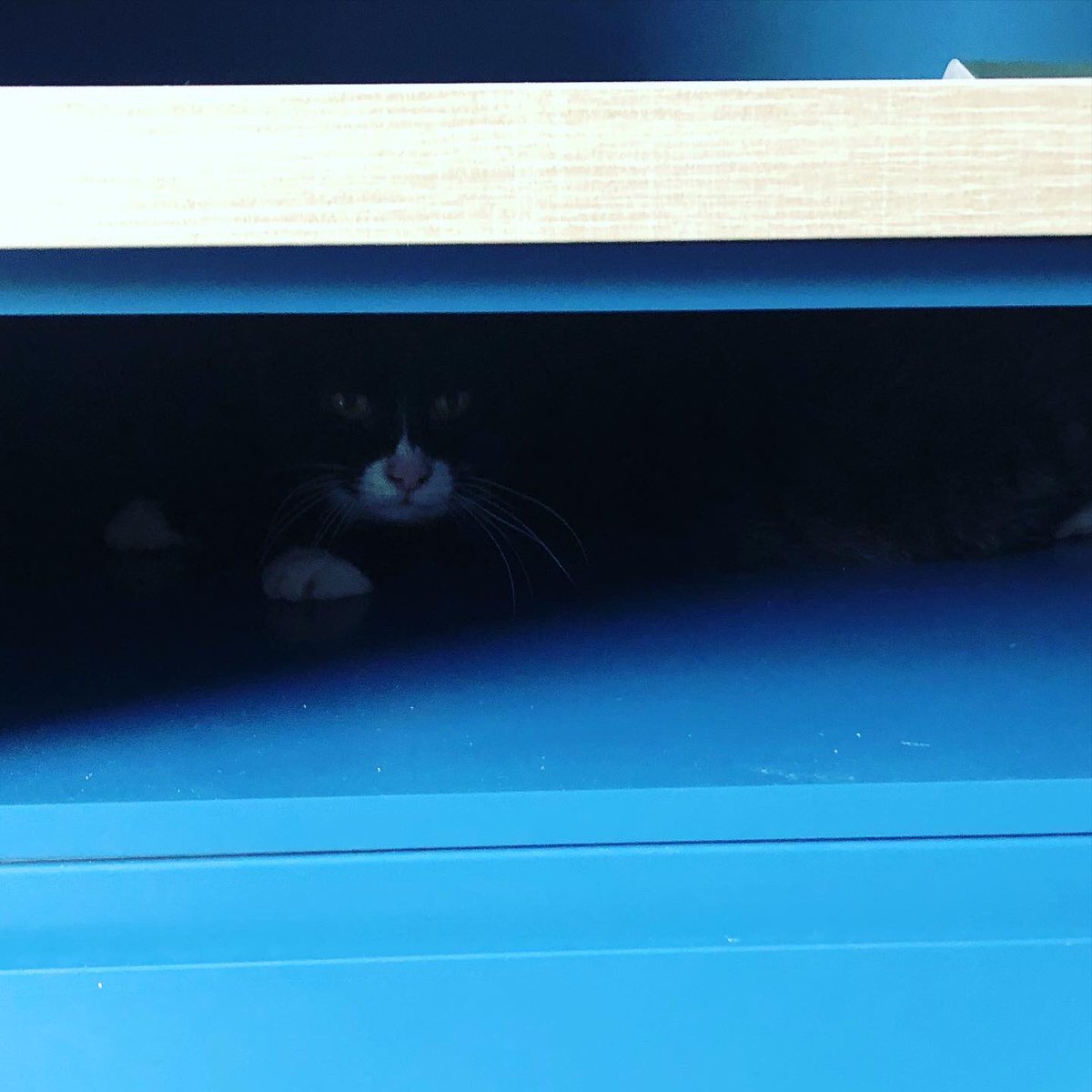 symphonysid's tweet photo. Cat help with the wiring #winstone https://t.co/5zpmfC0QH2