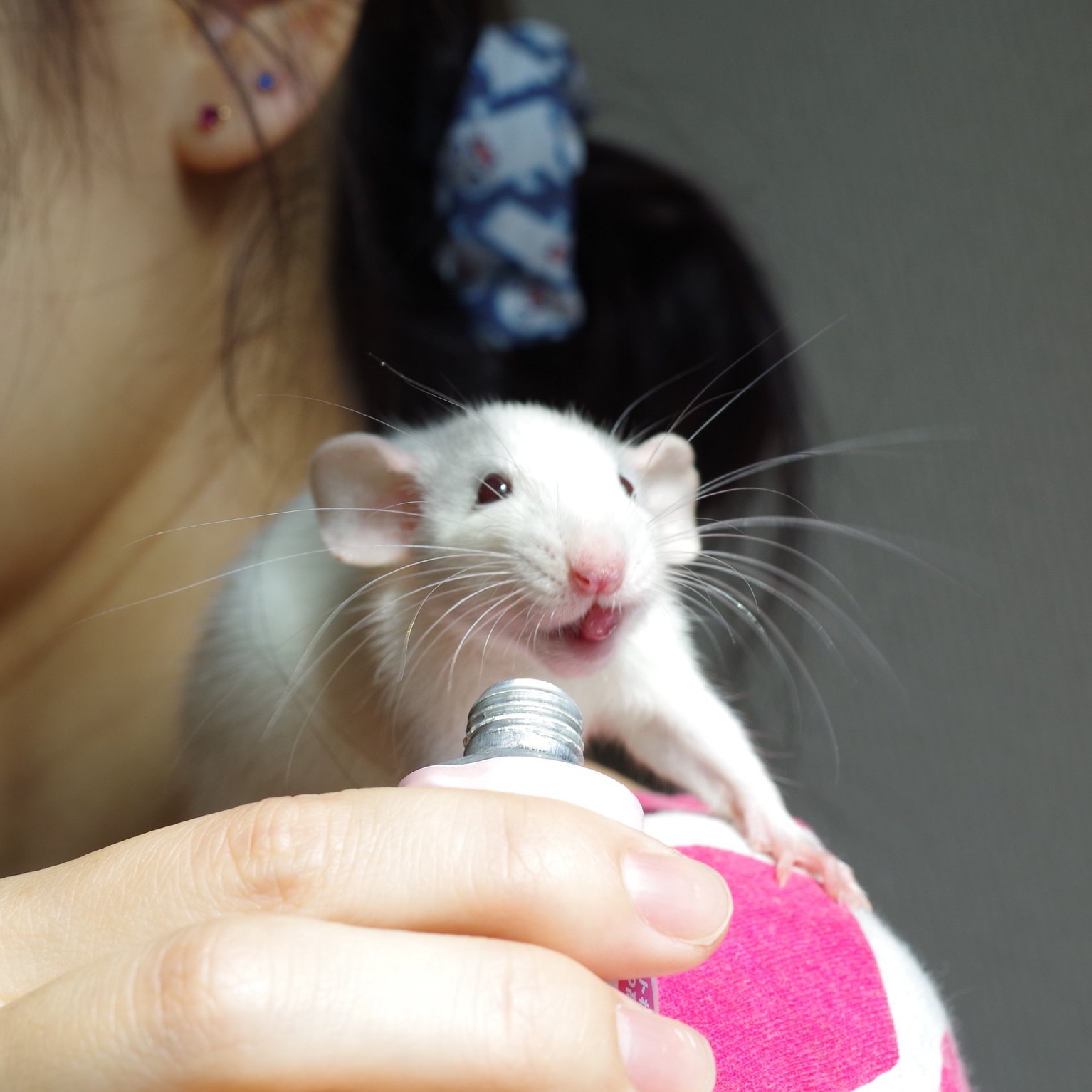 ねずみモッチリたま太郎 実はアンヌはブルーでぶどう目 今はほとんどブルーは残っておらず白ネズミちゃんみたい T Co L3241yfzhc Twitter ねずみモッチリたま太郎 実はアンヌはブルーでぶどう目 今はほとんどブルーは残っておらず白ネズミちゃんみたい T Co L3241yfzhc Twitter