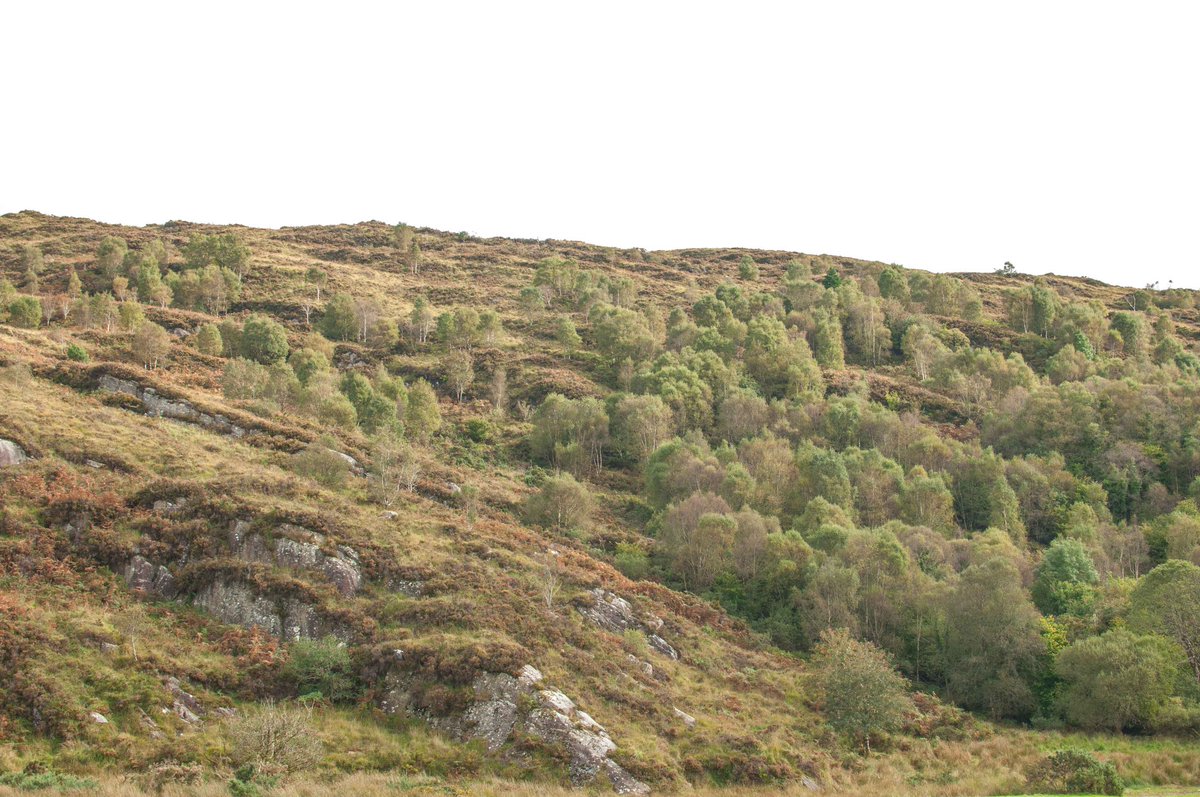 No government programs, no 'schemes', no dollops of public money. Take away the grazing animals and the forest springs out of the ground - rapid &amp; effective climate/biodiversity action at near zero cost. Too easy?