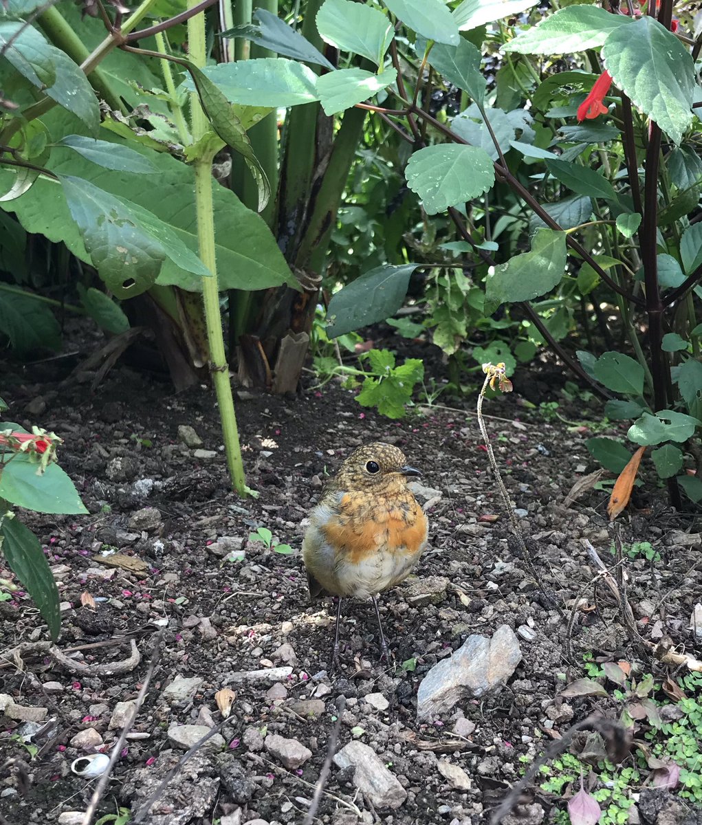 outdoorseditor's tweet photo. Such a friendly robin patrolling the grounds at #overbecks #salcombe https://t.co/POAJvOH7Jm