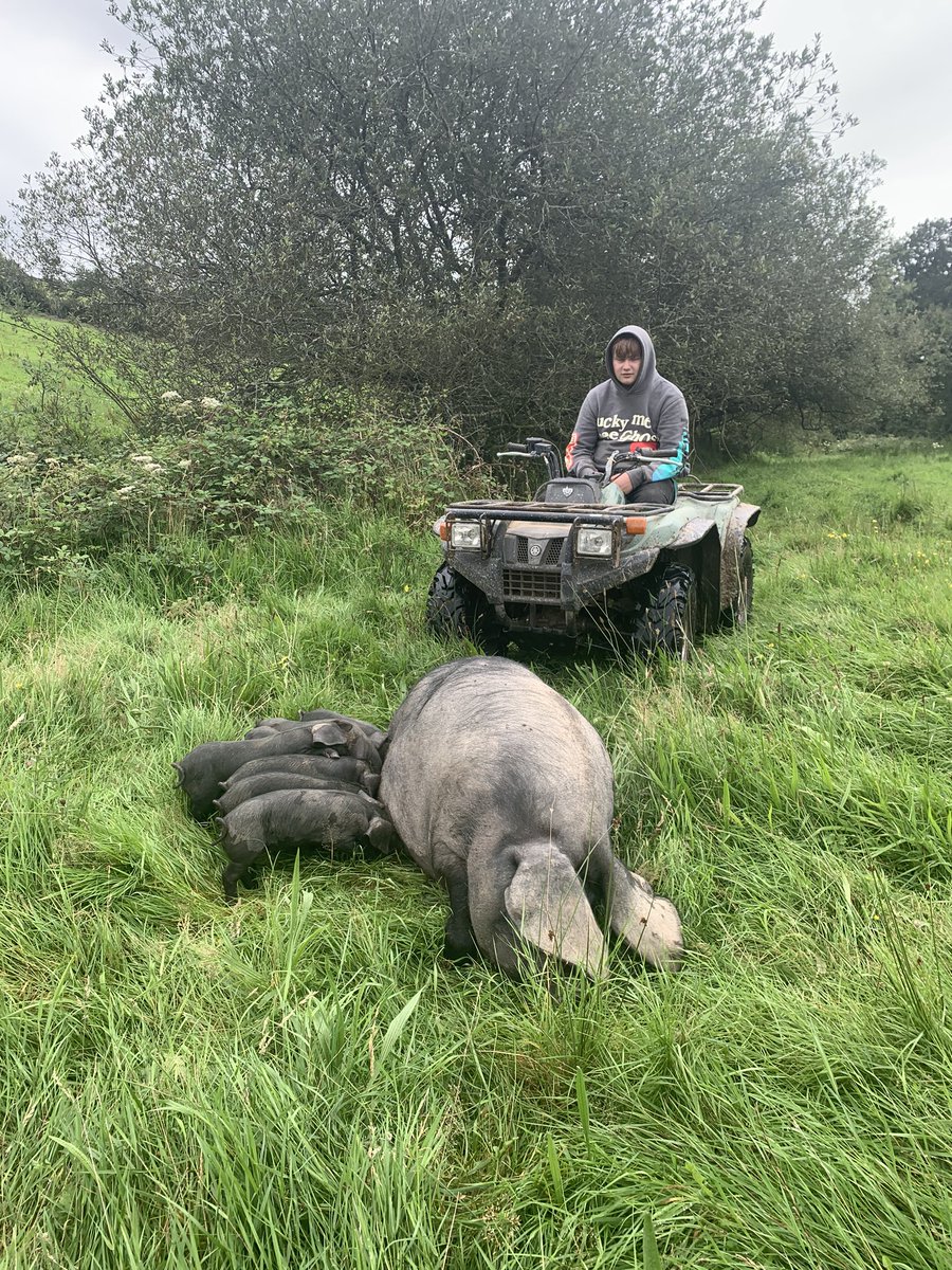 wilder_us's tweet photo. Mum and babies in their new crib. Very happy lots of wild flowers coming through, clover, cornflowers, dandelions, goldenrod. Sheβs happy! #dartmoor #largeblack @farmsnotfactory #devon https://t.co/iKq9I3IknW