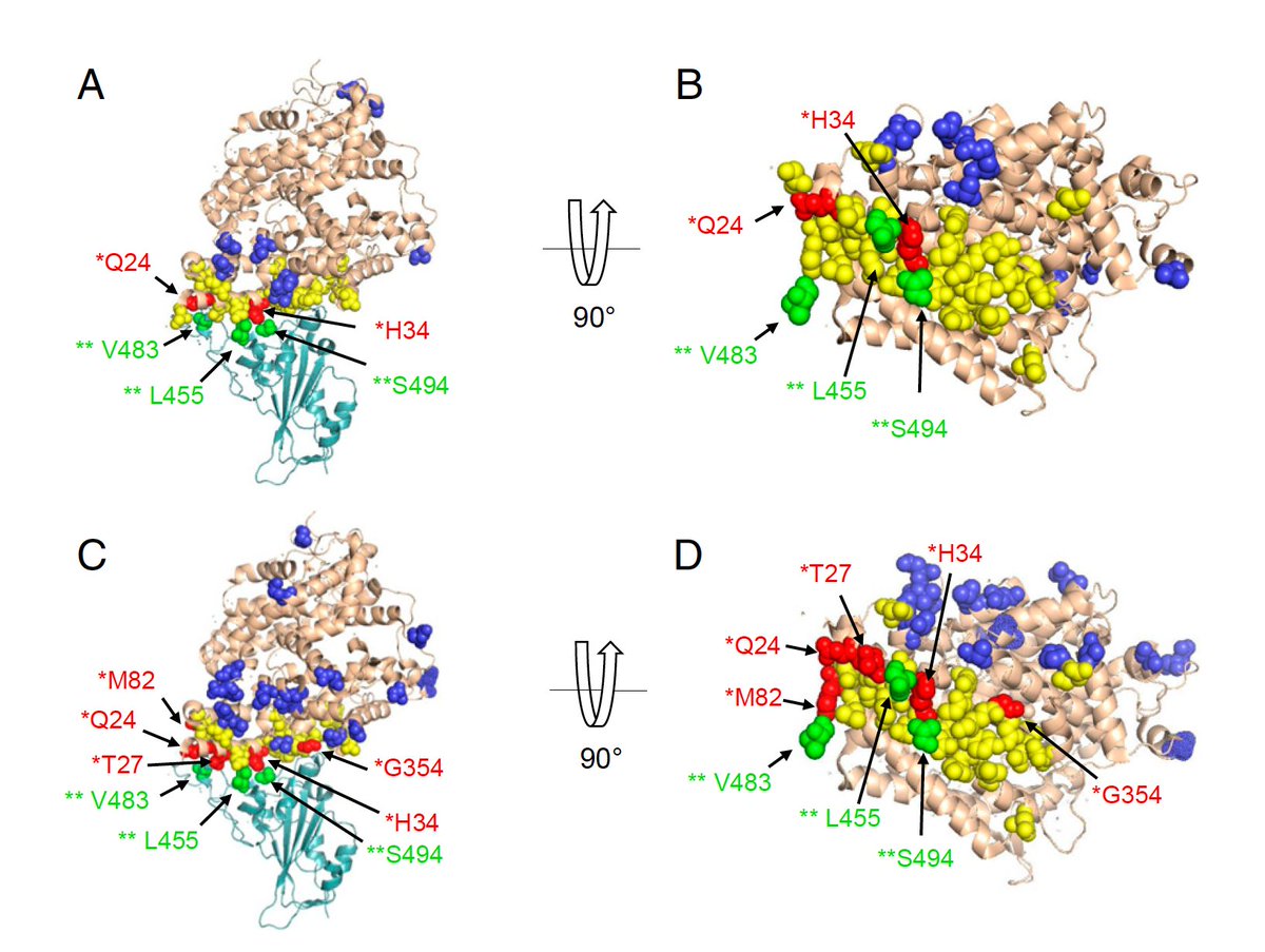 How closely the ACE2 protein's 25 amino acid sequence matches the human version predicts the vulnerability of >400 animal species to #SARSCoV2 infections
A new <a href="/PNASNews/">PNASNews</a> paper by <a href="/joana_damas/">Joana Damas</a> <a href="/GrahamMHughes/">GMHughes</a> <a href="/corrie_painter/">Dear Dr. Researcher, PhD</a> and a global team
pnas.org/content/early/… <a href="/ucdavis/">UC Davis</a>
