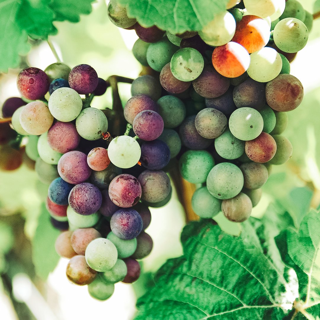 Greetings from Niagara's Wine Country! While the sun is shinning and the grapes are ripening we thought this would be a good opportunity to share a few reminders with you about what we offer;
🍇 We don't just visit wineries, we also do breweries, distilleries &amp; cideries (there