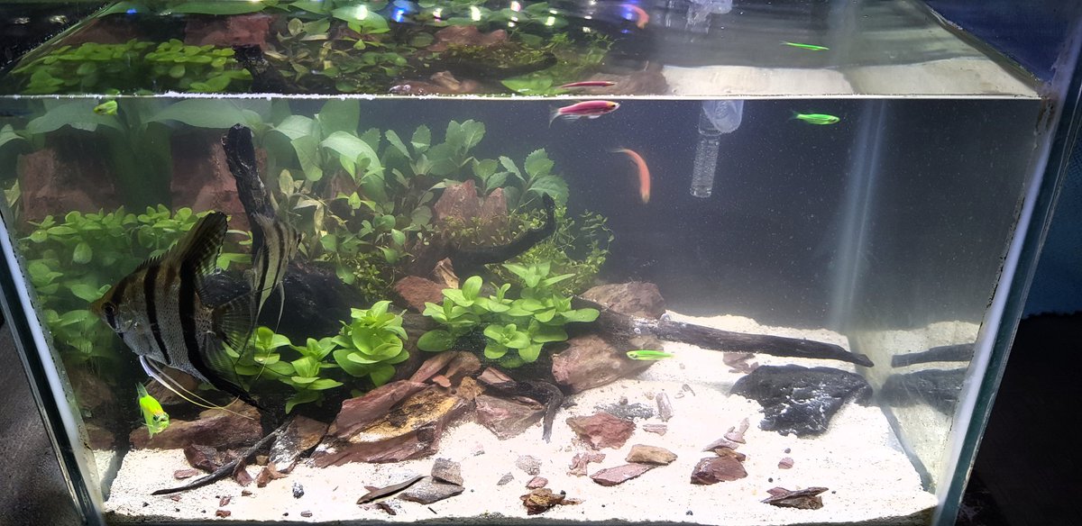 isanders's tweet photo. My little friends in their new habitat. https://t.co/1tpV9k0lsx