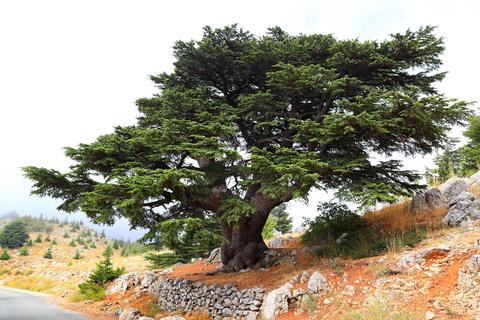 Most people identify Erin tree with Lebanese cedar  https://en.wikipedia.org/wiki/Cedrus_libani And because of its historical distribution, they identify the Land of the Erin Trees as Mountains of Lebanon...Although as we can see the Distribution area also covers the whole of Southern Anatolia too...