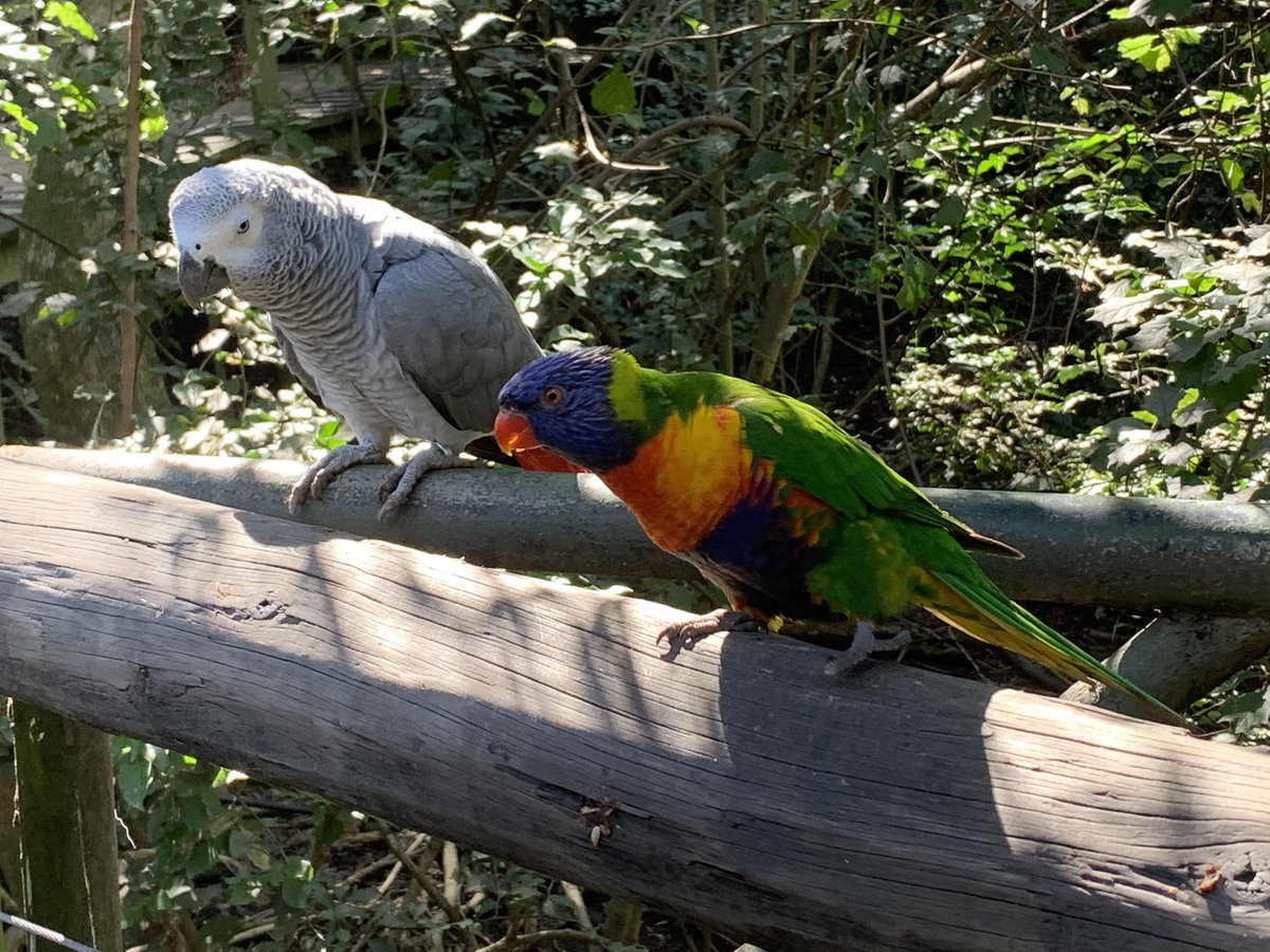 DevMatchRef's tweet photo. Such fascination to see the wide variety of birds at the Birds of Eden sanctuary in Plettenberg Bay. Emphasis on natural environment & public education. Caring for our wildlife #birdsofeden #plettenbergbay #sanctuary #dome #forest https://t.co/HcbFipY14h
