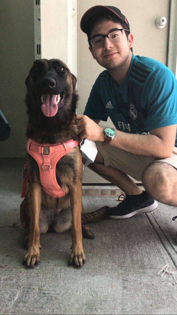 IvanGGG7's tweet photo. Mi sueño siempre fue tener un Pastor Belga, un lomito que al llegar a mi casa me recibiera con emoción entonces llego Lia 🤩. 📸@Juliealee98 https://t.co/yNPu0IvJ9H