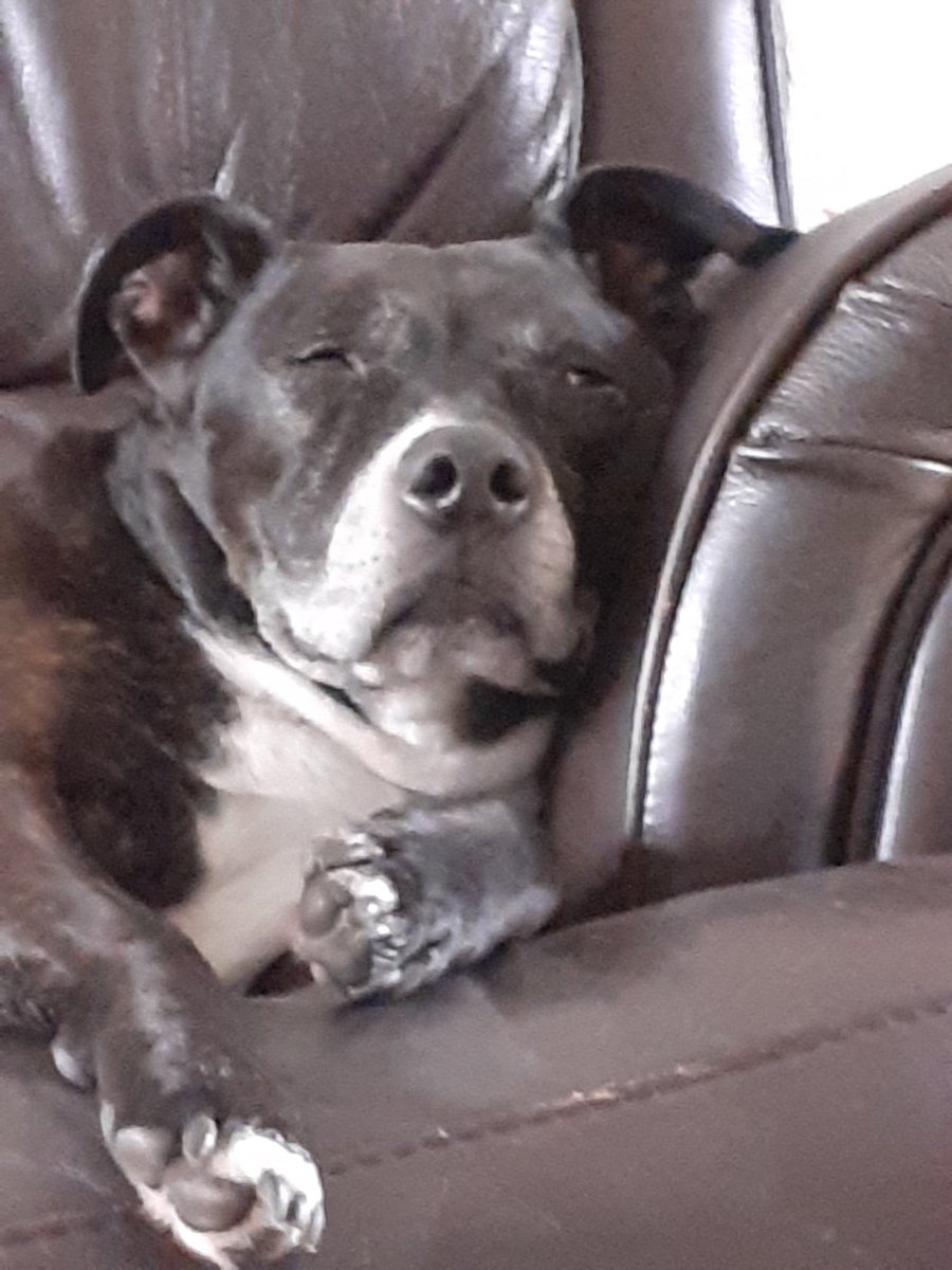 <a href="/caffoo/">drake dog 🐶❤️</a>