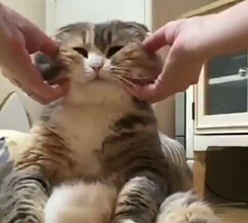 leebubuism's tweet photo. อยากหยุมแก้ม เปนก้อนเลย https://t.co/cg7MQwdTtw