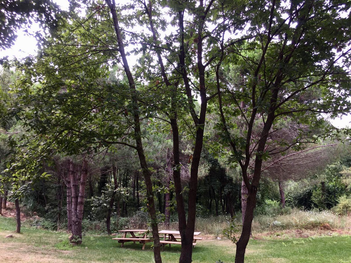 o sırada,  #ormandabaşkabiryer ...

eylül’den itibaren yavaş yavaş ormandayız 
gün ışığında ve ay ışığında, bulutların ve yıldızların altında
#ormandabuluşalım

#dotormanda 🌳🌲🌳🌲🌳