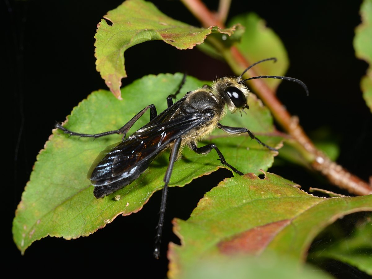 sabikikori5's tweet photo. 樹上で夜を過ごす #クロアナバチ。
写しやすいが全く動かない。
#Sphex argentatus fumosus #Sphecidae #Hymenoptera https://t.co/usphKc3Kgk