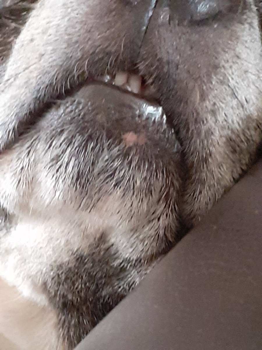 My baby dogs teeth drakefod