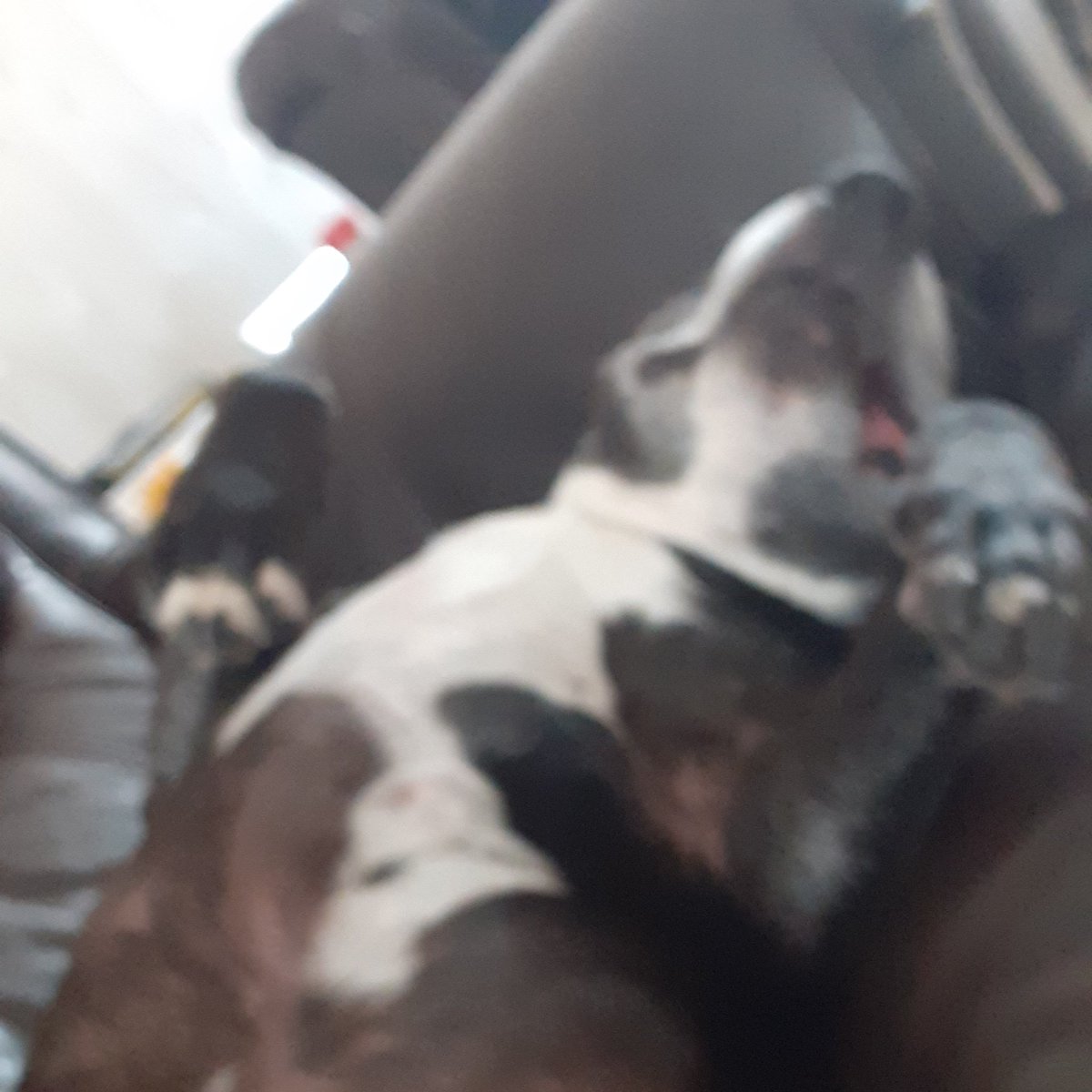 Haha lmao <a href="/caffoo/">drake dog 🐶❤️</a>