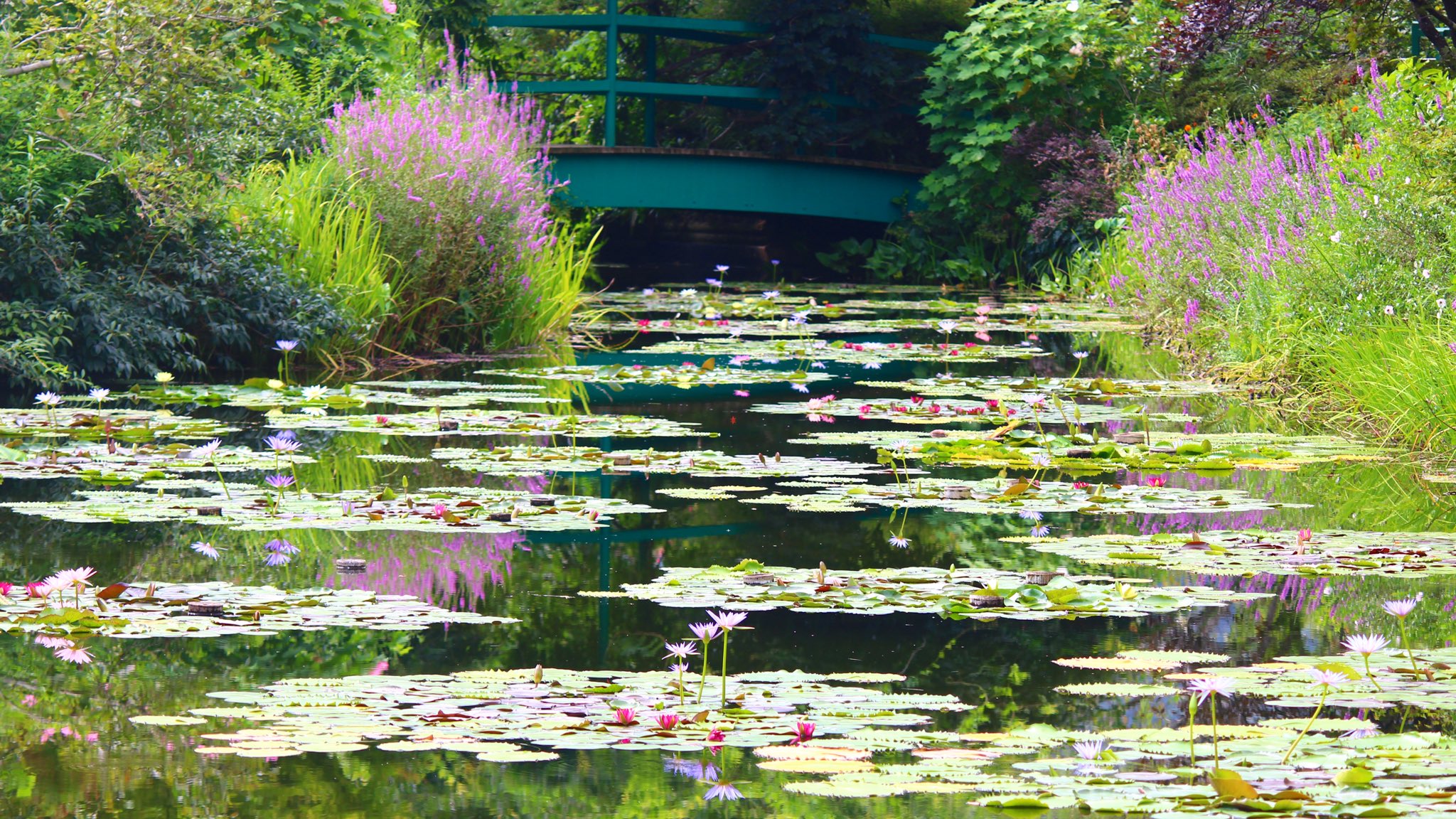 そらん 夏の庭 水の庭 今年も絵画の世界をありがとうございます 高知県安芸郡北川村モネの庭マルモッタン 青い睡蓮は好きですか 高知 高知県 高知家 北川村 モネの庭マルモッタン モネの庭 花好きな人と繋がりたい 高知ここ好き 水の庭