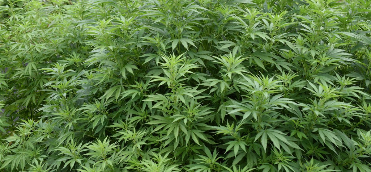 CannabisUrlaub's tweet photo. CBD in Natur https://t.co/HaQ8tXcpgB