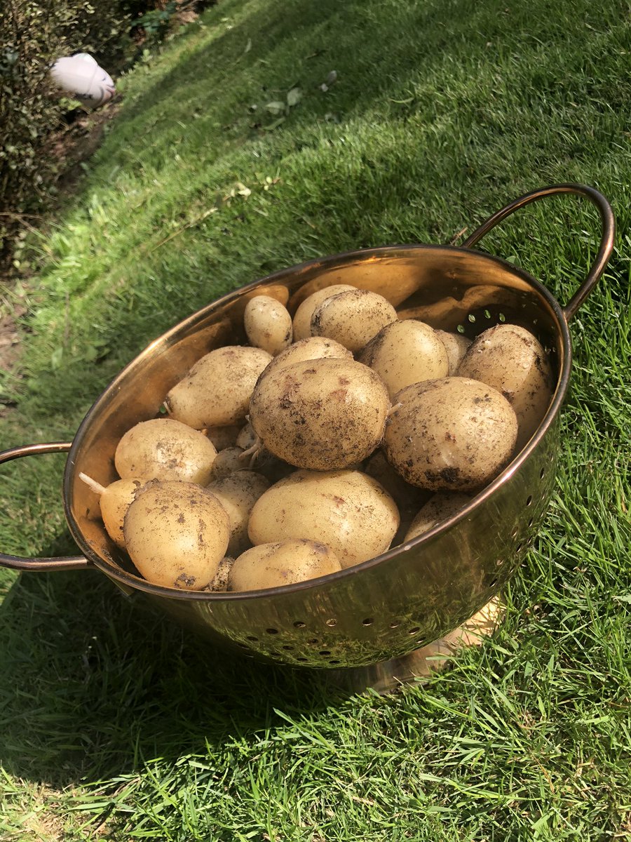 IsobelWolves's tweet photo. Chuffed with our first crop of GYO spuds https://t.co/Mv7OPMsh8y