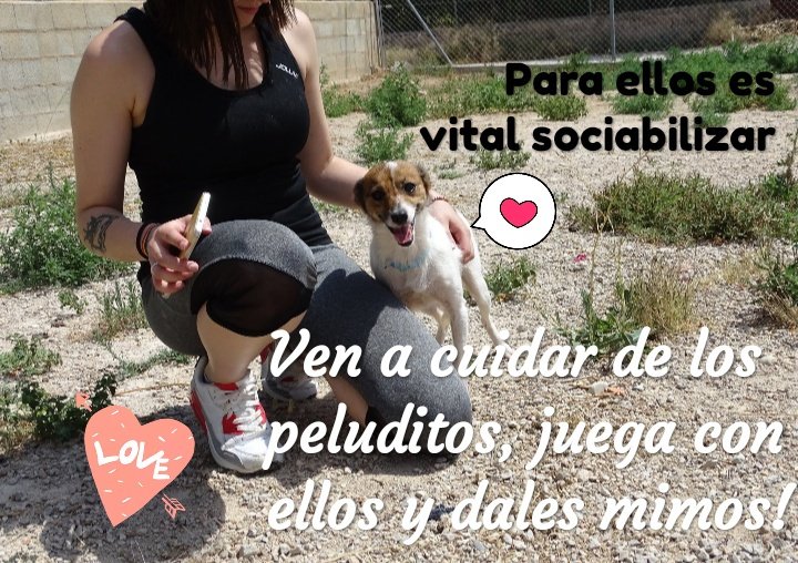 AdaHellin's tweet photo. NECESITAMOS VOLUNTARIOS‼️
Qué puedes hacer para ayudar a los peques?🐾
📍Vives cerca de Hellín? Ven a cuidarlos!
Vivas cerca o lejos, también puedes echarnos una mano:
📍Siendo casa de acogida 🐕🐈🏡 
📍Donando
o
📍Difundiendo y haciendo RT!
Te animas?
LOS CASOS + URGENTES! 👇 https://t.co/CSOKlptM3A