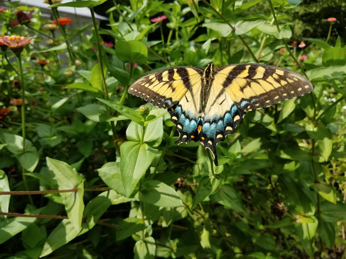 NewMoonCreative's tweet image. Finally got into the garden after a busy week. Not much #lifebalance I was pleasantly surprised to be joined by this fellow Virginian #gardening #meditation