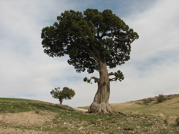 Juniperus excelsa is a "large shrub or tree" reaching 6–20 metres...Look at the shape of the tree canopy and the trunk. Very unlikely to be described as "tree whose top touches the heavens" or as a tree "of best building timber"...