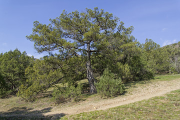 Juniperus excelsa is a "large shrub or tree" reaching 6–20 metres...Look at the shape of the tree canopy and the trunk. Very unlikely to be described as "tree whose top touches the heavens" or as a tree "of best building timber"...