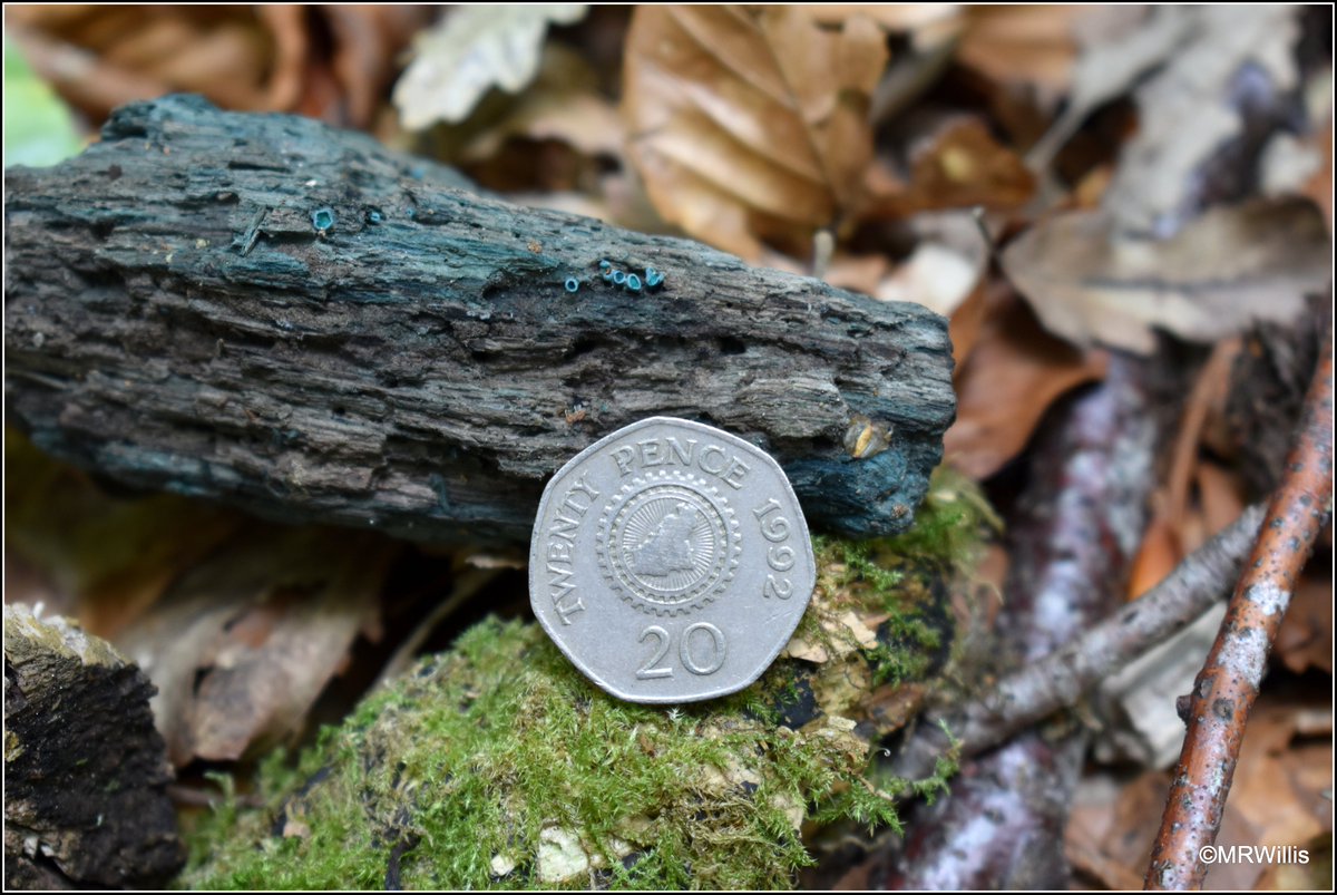 Marksvegplot's tweet image. Chlorociboria aeruginascens - Green Elfcup.