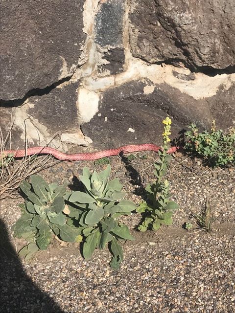 Capulin Volcano NM tweet media