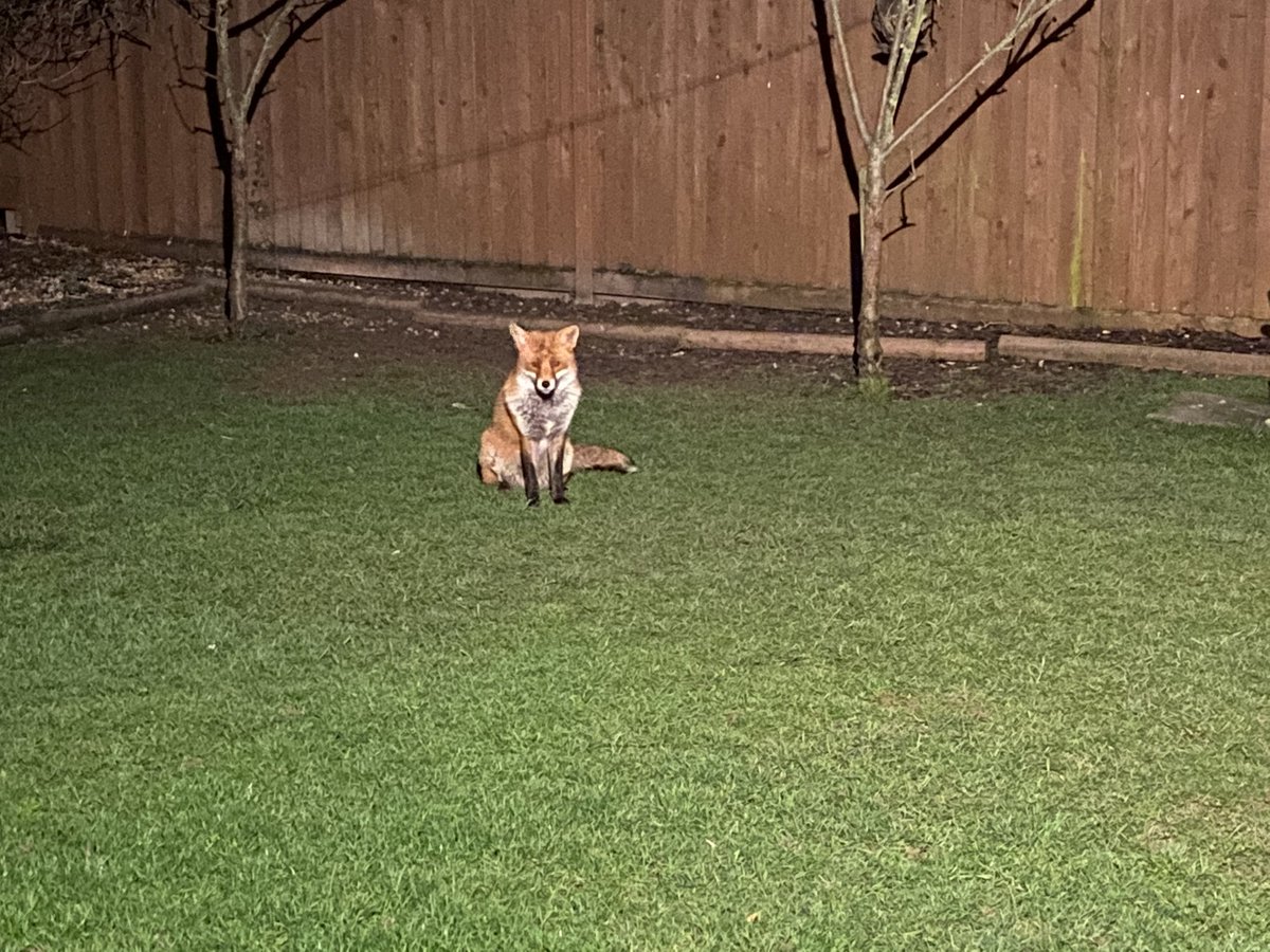 TheHoodedClaw66's tweet photo. #limpy on the left
Sadly no longer with us but his family visit and sit in the same place with the same look waiting for food
#foxes #fox https://t.co/guW7AZBB6E
