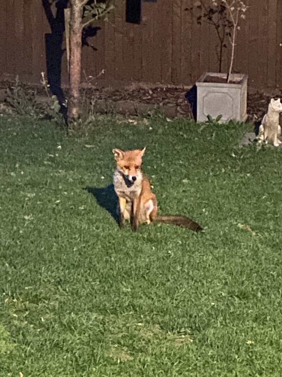 TheHoodedClaw66's tweet photo. #limpy on the left
Sadly no longer with us but his family visit and sit in the same place with the same look waiting for food
#foxes #fox https://t.co/guW7AZBB6E
