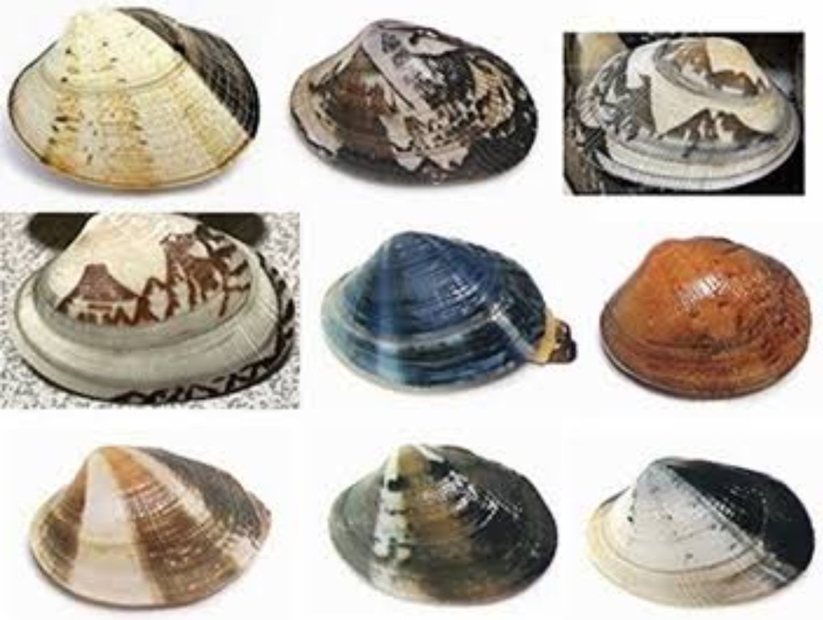 Uzivatel Yume Na Twitteru またアサリ買ってきた ちょっとだけリビングで観察 あれ開けすぎだな 模様が美しいな まあ理解されなくてもいいんだよ