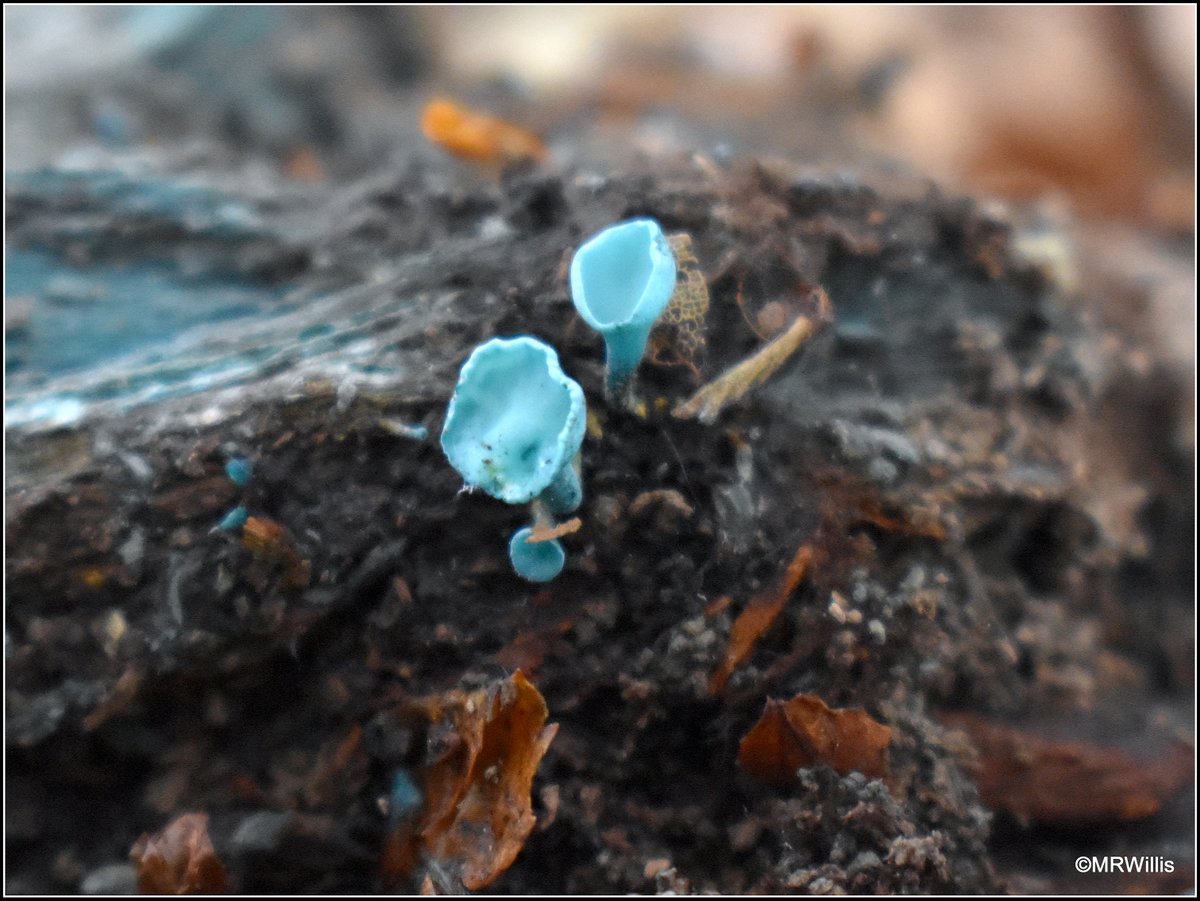 Marksvegplot's tweet image. Chlorociboria aeruginascens - Green Elfcup.
